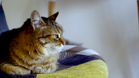el gato se sienta en una silla.