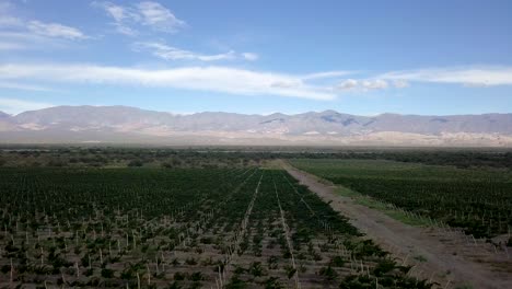 Panning-aerial-shot-of-grapes-and-vineyards-with-mountain-ranges-in-the-background