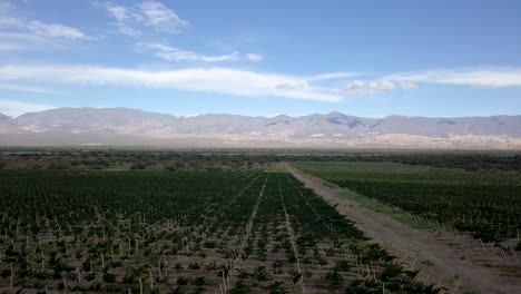 panning aerial shot of grapes and vineyards with mountain ranges in the background