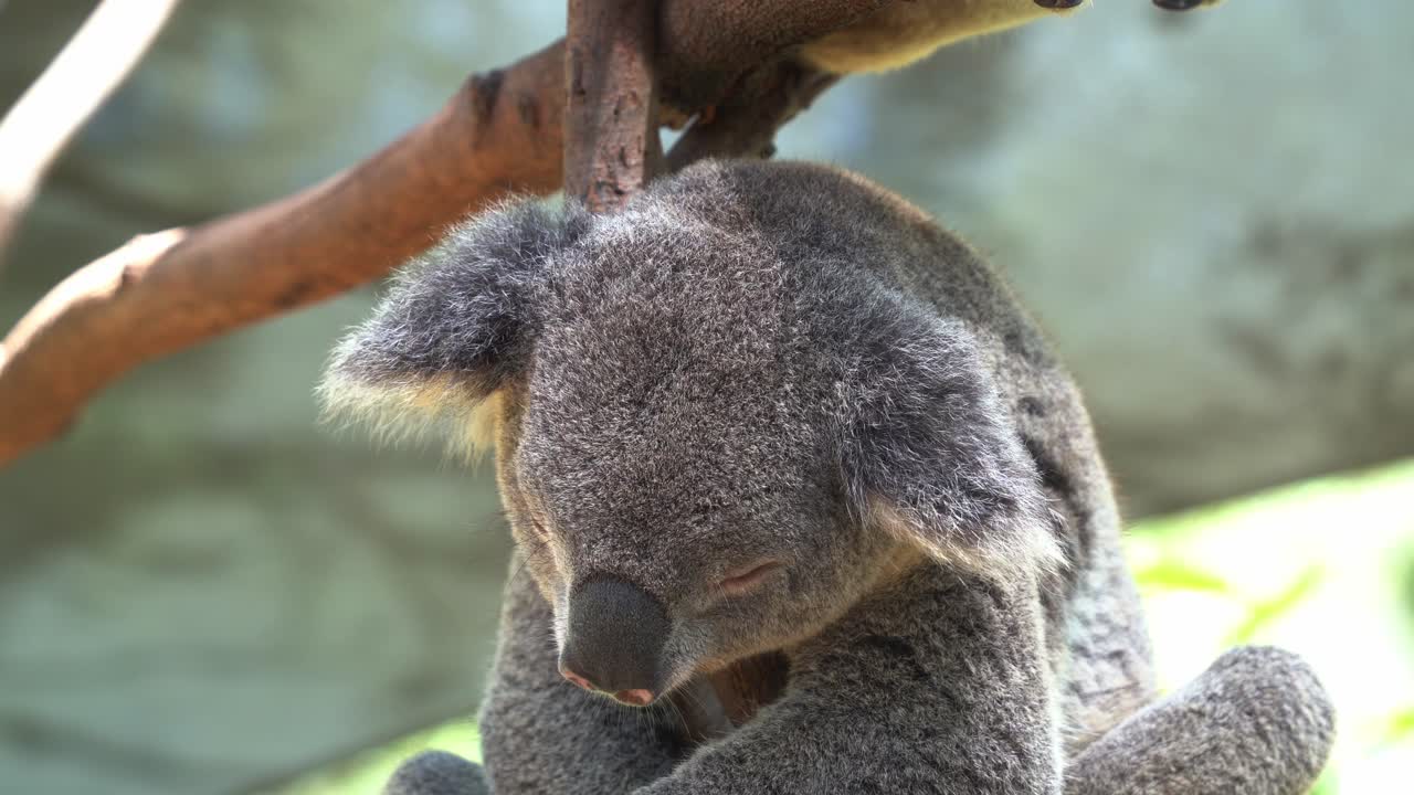 primer plano extremo de un koala del santuario, phascolarctos cinereus dormitando en el árbol, abrazándose y aferrándose al tronco a la luz del día en el santuario de vida silvestre