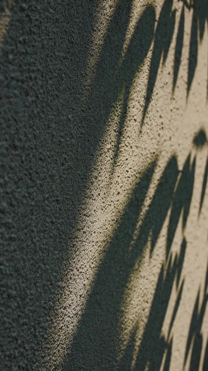 Shadows of Tree Leaves Swaying on a Textured Wall