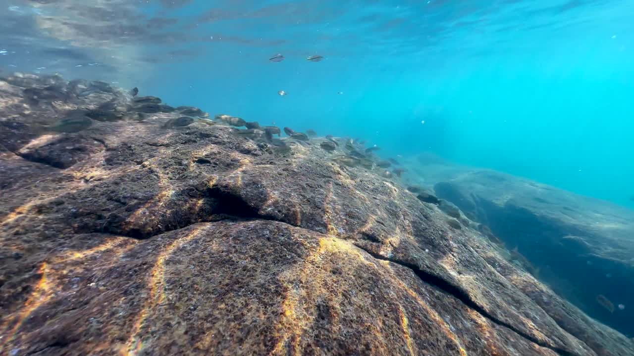 imágenes submarinas del lago malawi en la isla de nakatenga. isla nankoma, lago malawi, malawi.