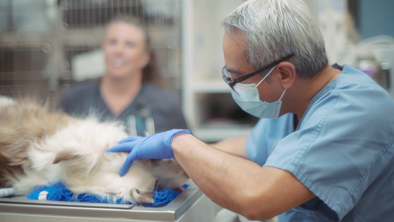 Male veterinarian during dental surgery
