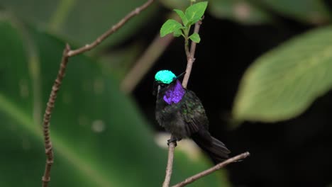 un lindo espécimen de pájaro de gema de montaña de garganta morada, parado en una rama y mirando alrededor