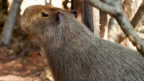 capybara calmly observed in natural habitat