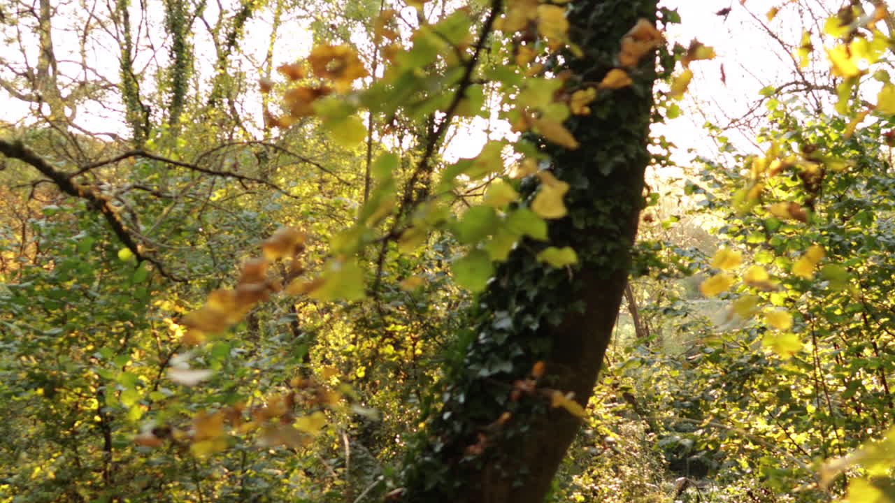 가을 나무와 숲 속의 나뭇잎 사이로 반짝이는 태양의 추적 샷