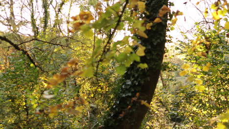 Tiro-De-Seguimiento-Del-Sol-Brillando-A-Través-De-Los-árboles-Y-Hojas-De-Otoño-En-Los-Bosques