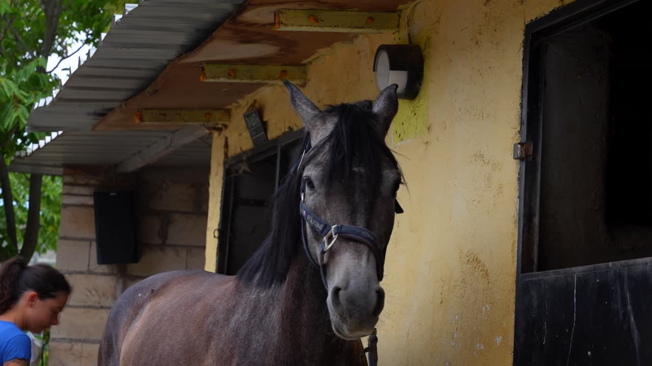 Close-up of a concentrated woman touching the tail of her horse in the stable