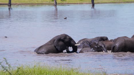 african elephant herd wallowing in savannah lake in heat to cool off