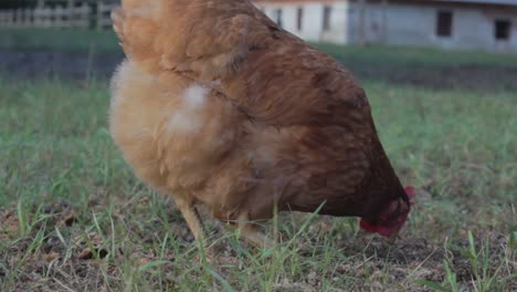 chicken pecking in the grass