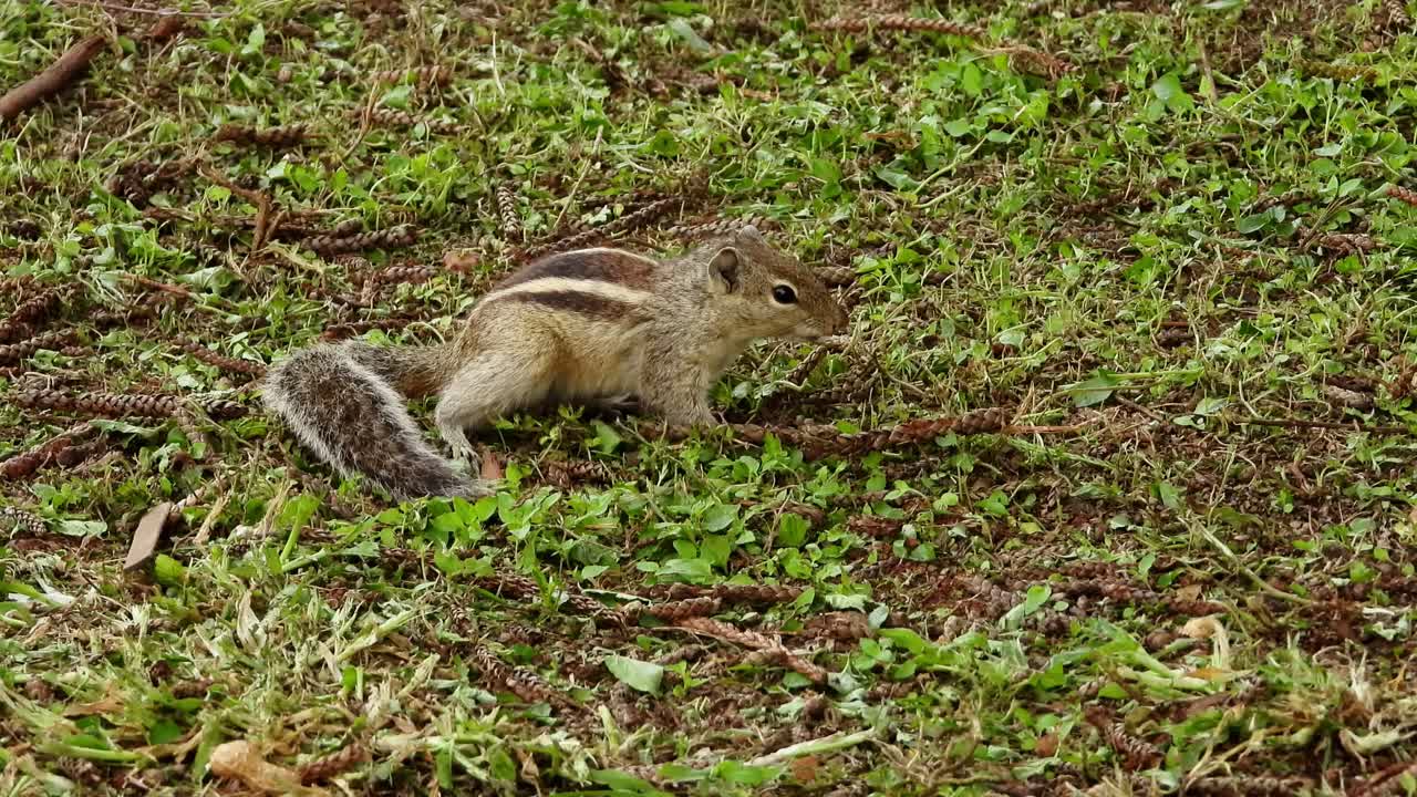 ardilla ardilla siberiana cazando comida en el campo de hierba
