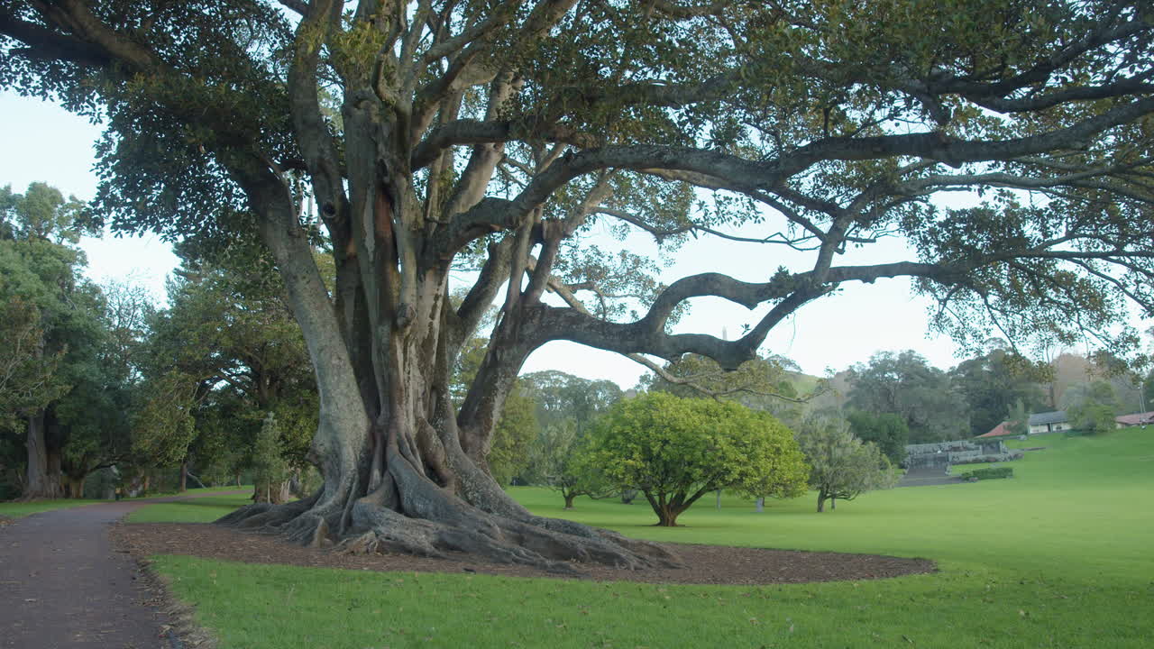 a big oak tree in the park, static shot