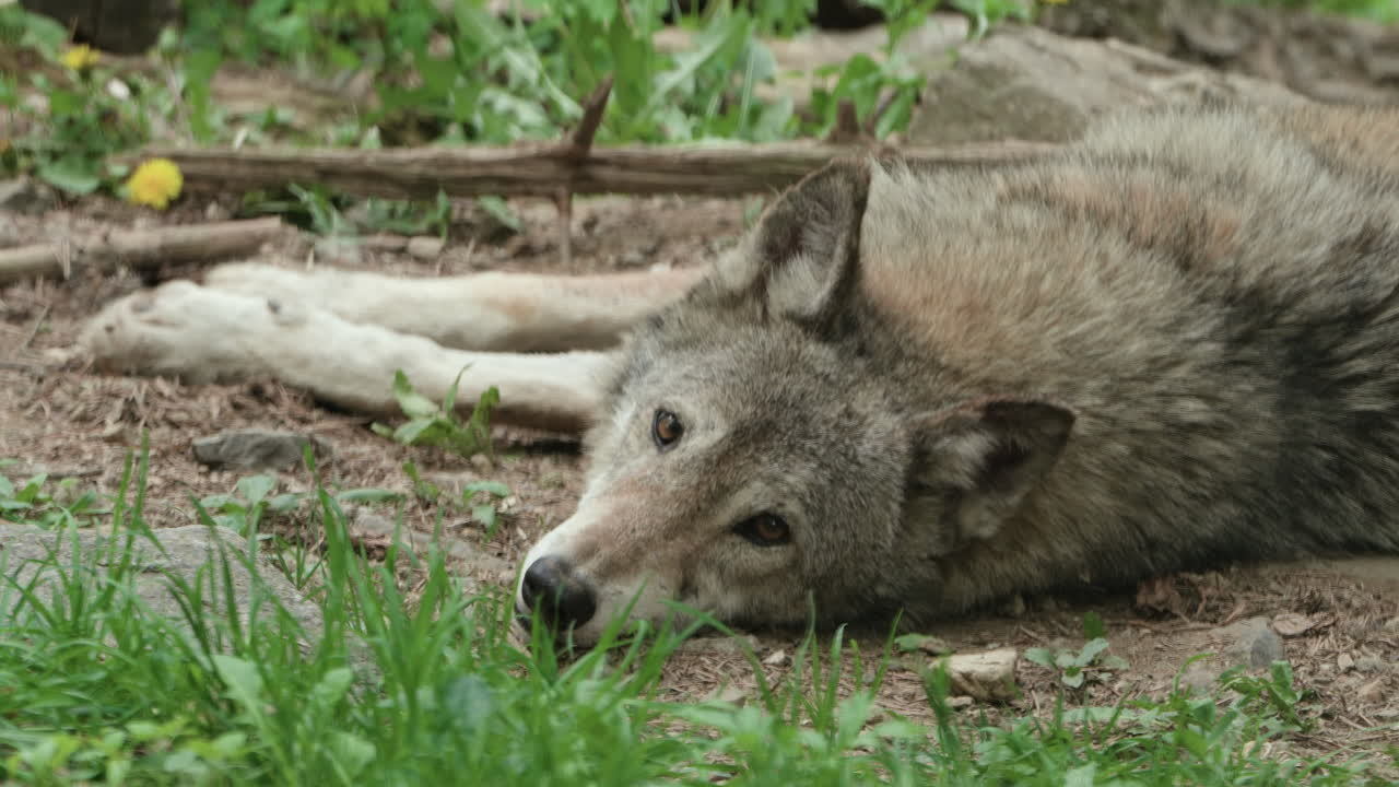 Grey Wolf Lying On The Ground In The Zoo