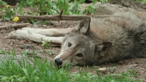 grey wolf lying on the ground in the zoo