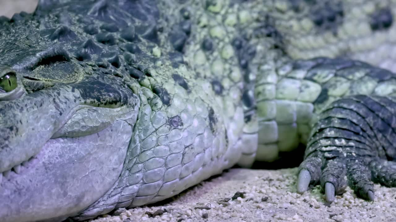 Detailed view of a crocodile's head and textured scales, resting on sandy ground.