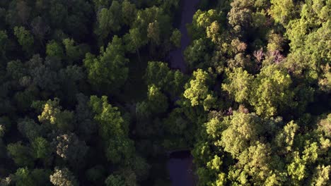 Toma-Aérea-De-Drones-De-Un-Pequeño-Río-En-El-Bosque