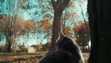 Un-Lindo-Gato-Se-Pierde-En-El-Parque-En-Un-Día-Soleado