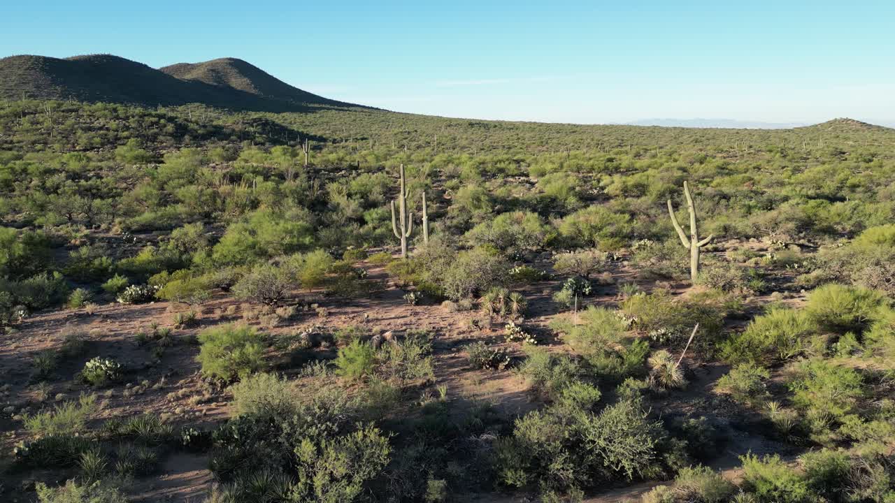 Ripresa aerea circolare con drone di un gruppo di cactus saguaro nel deserto dell'Arizona, calda luce mattutina sul terreno accidentato, vegetazione desertica densa, colline arrotondate che proiettano lunghe ombre sotto un cielo azzurro