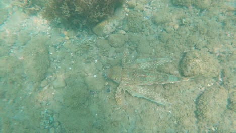 pez gurnard volador nadando bajo el agua en el mar mediterráneo frente a la costa sur de españa, en murcia