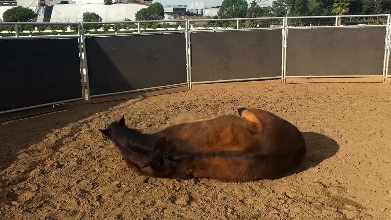 Cavallo che si rotola nel fango.