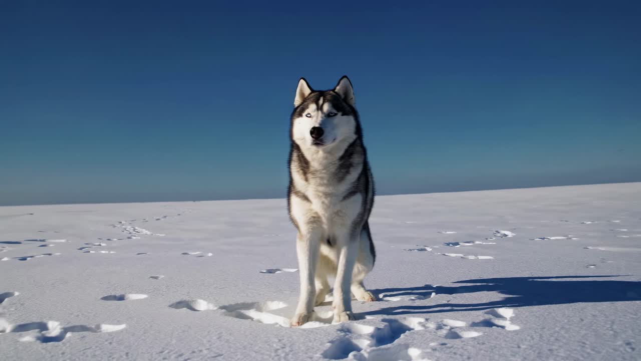A majestic husky stands on a vast snowy landscape under a clear blue sky