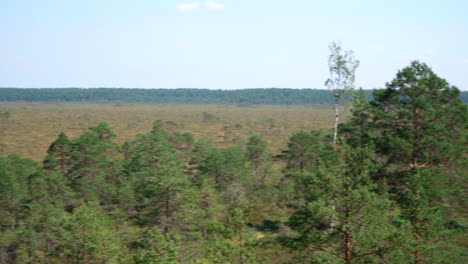 pan shot of high swamp in estonia