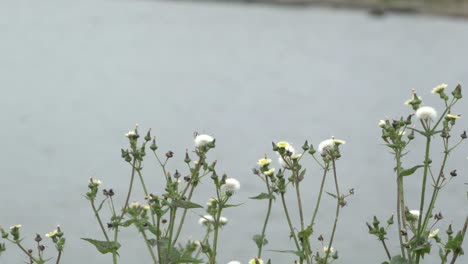 Outdoor-nature-butterfly-fluttering-on-grass-and-weeds-on-water-lake-side