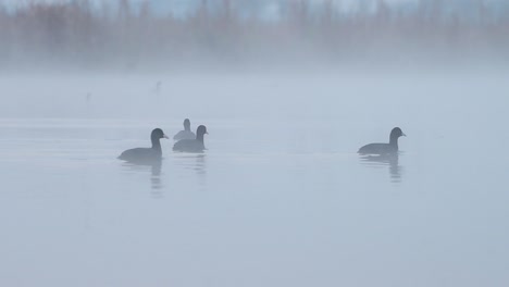 flock of coot birds in misty morning