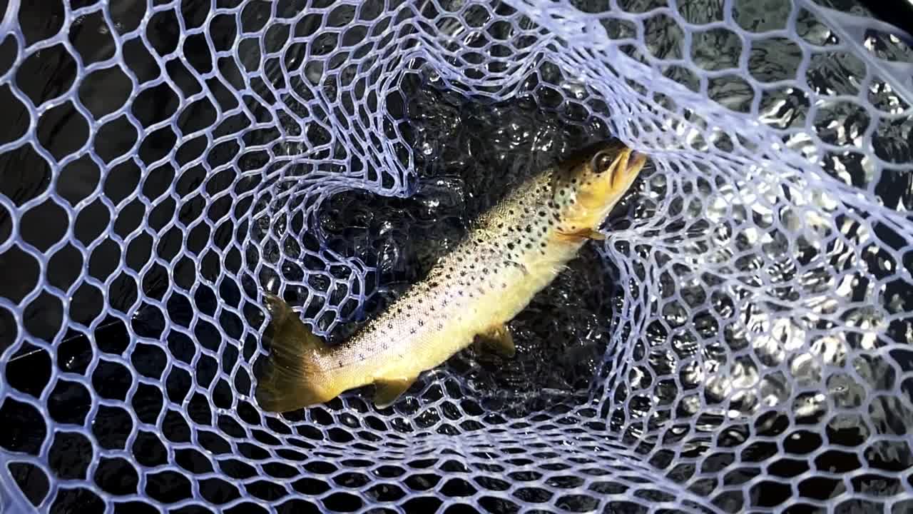 Slow motion shot of a brown trout in a fishing net