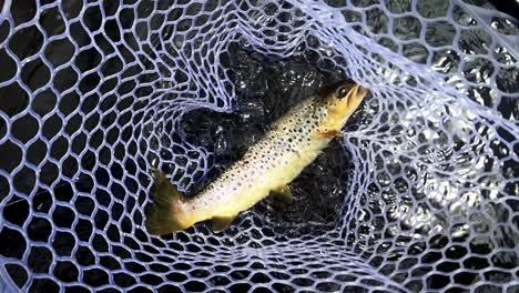 slow motion shot of a brown trout in a fishing net