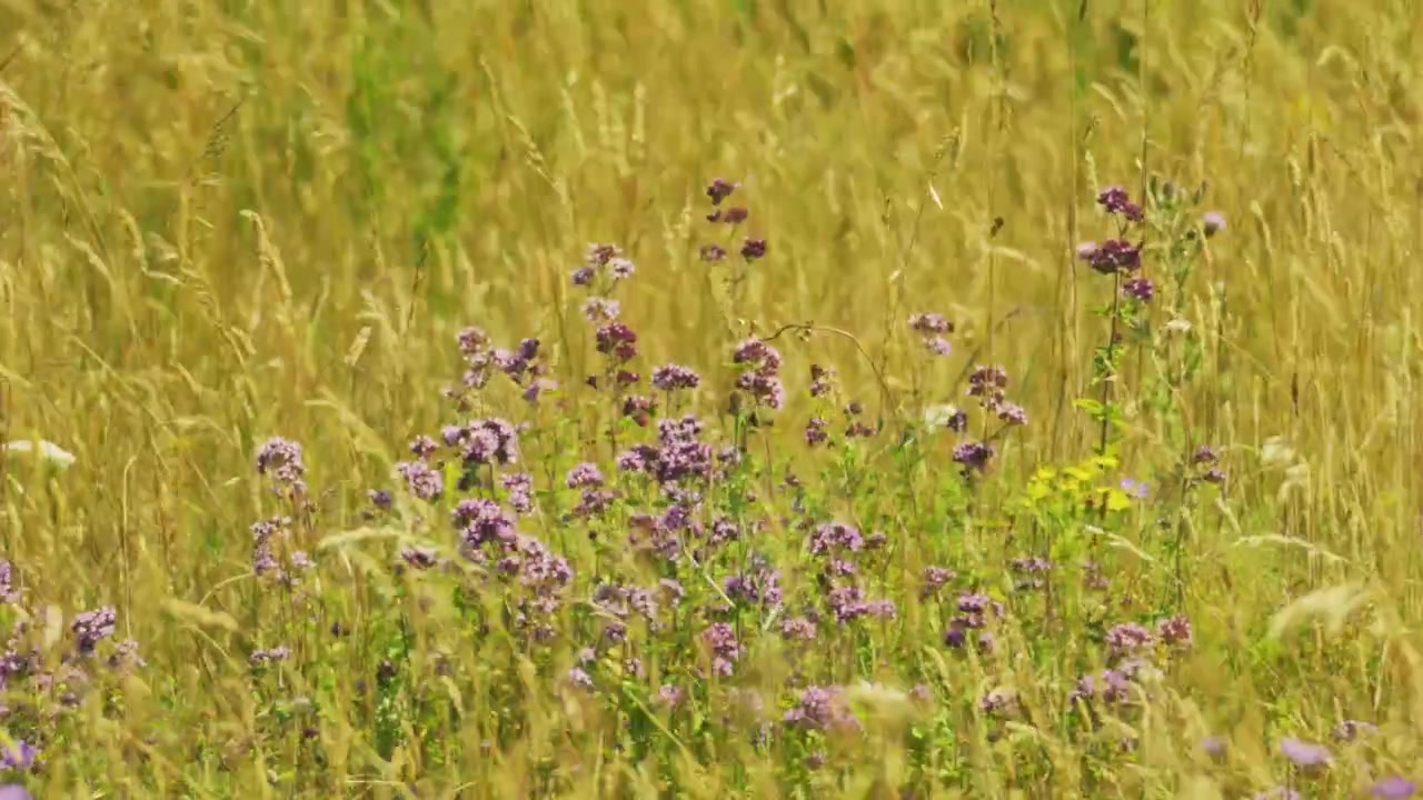 Vista aproximada de flores silvestres roxas crescendo entre gramíneas altas em pastagem calcária de verão na Reserva Natural Nacional Martin Down em Hampshire