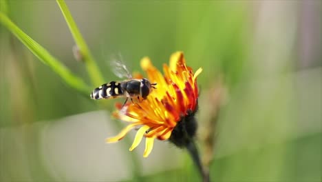 bee collects nectar from flower crepis alpina