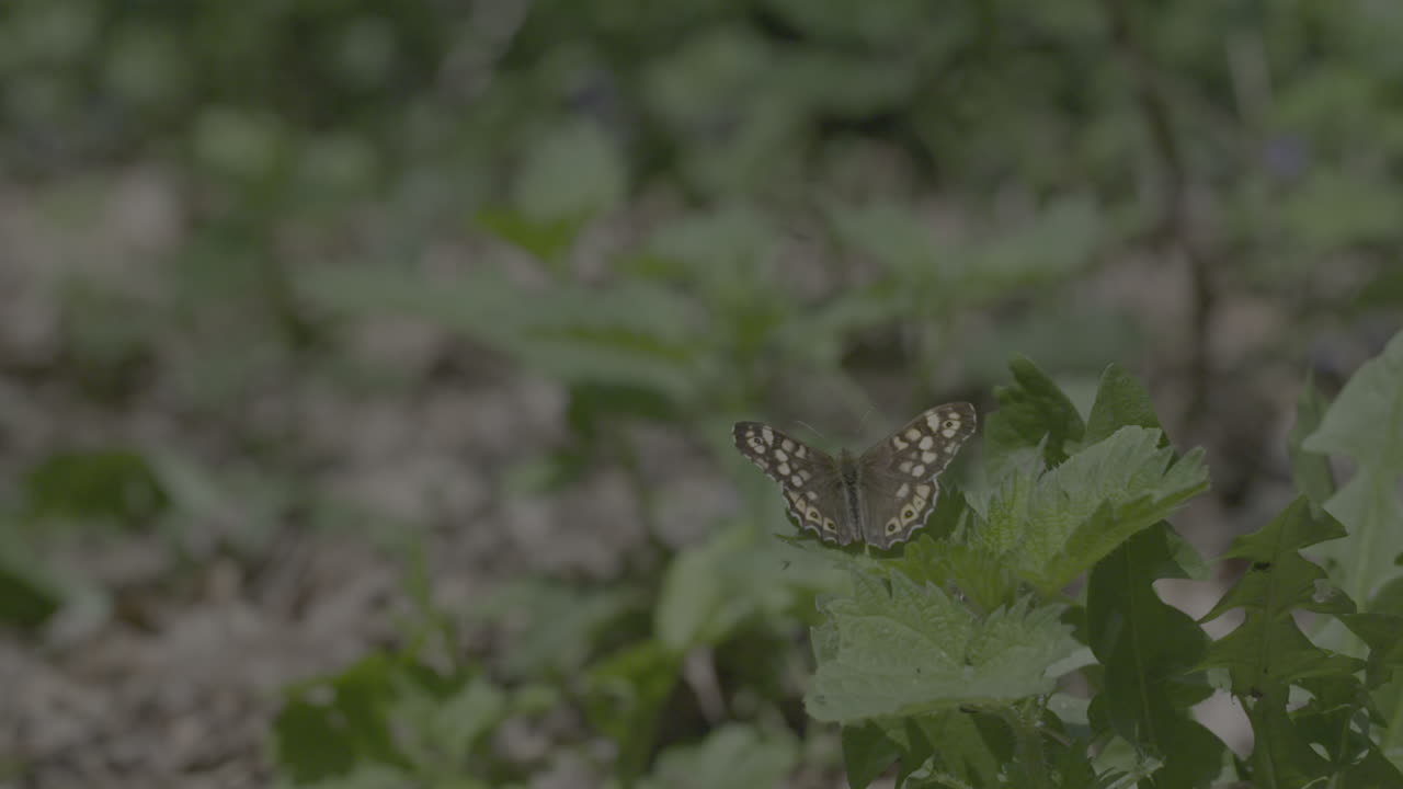 близкий снимок бабочки, сидящей на растении, хлопающей крыльями и улетающей после этого в замедленном движении