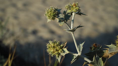 close-up of sea holly in bloom, eryngium maritimum, growing on sand dunes, apiaceae family