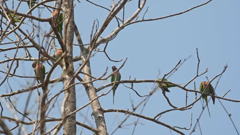 Rotbrustsittich,-Psittacula-Alexandri,-Huai-Kha-Kaeng-Wildschutzgebiet,-Thailand