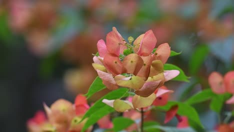 Zoom-out-shot-of-a-branch-of-blooming-tropical-exotic-plant,-the-Chinese-Hat-Plant,-Holmskioldia-Sanguinea-against-beautifully-blurred-out-shrub-background-in-summer-season