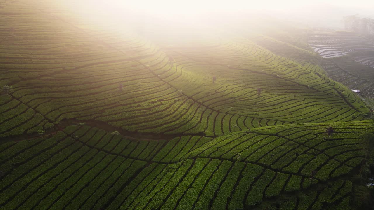 Drone camera fly over green tea farm in sunrise time