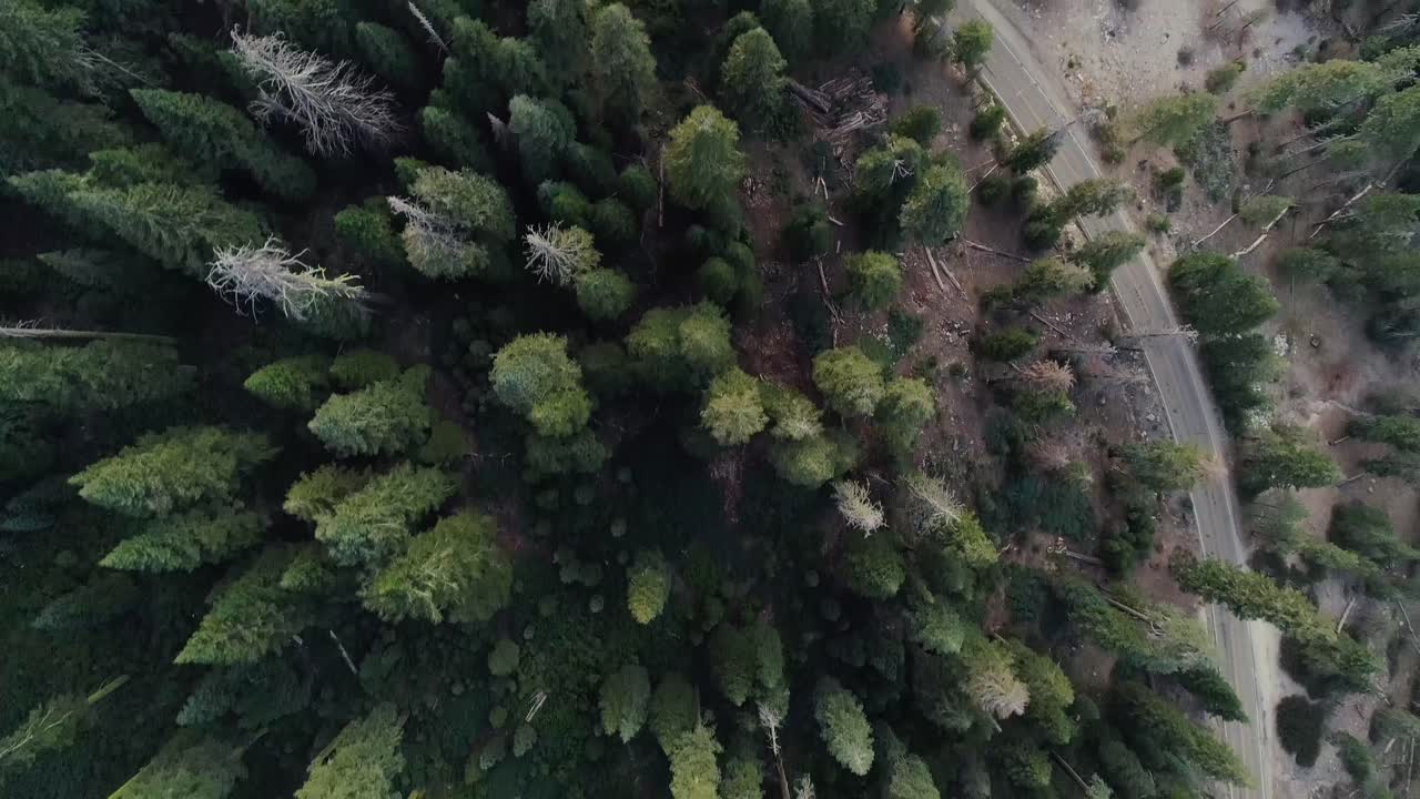 Aerial Flyover with Bird's-Eye View of Treetops Next to Road in Sequoia at Sunset