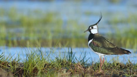 lapwing resting in wetlands flooded meadows in early sprin