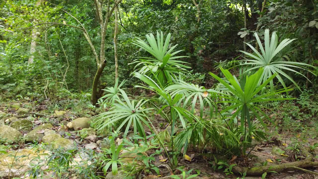 pasando por el bosque tropical, la naturaleza verde y exuberante y la selva tropical