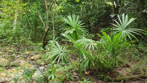 Passing-through-tropical-forest,-green-lush-nature-and-rainforest