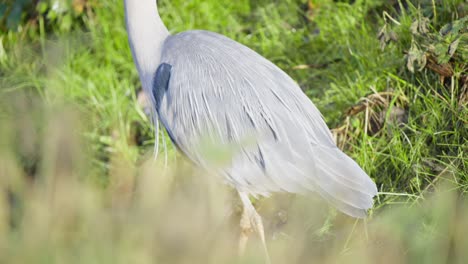 Gefiederter-Körper-Mit-Grauem-Gefieder-Eines-Graureihervogels-Im-Grünen-Gras