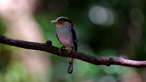 Facing-to-the-left-with-food-in-the-mouth-and-then-looks-around,-Silver-breasted-Broadbill-Serilophus-lunatus,-Thailand