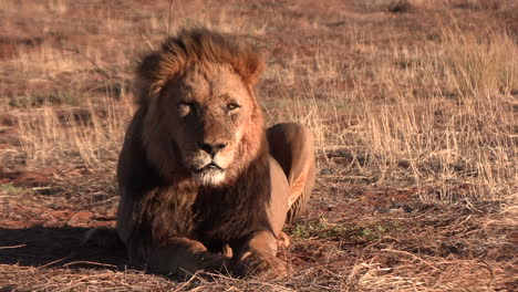 a male lion looks at the camera, his mane blowing in the wind