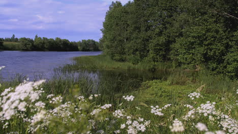 riverbank scene with lush vegetation