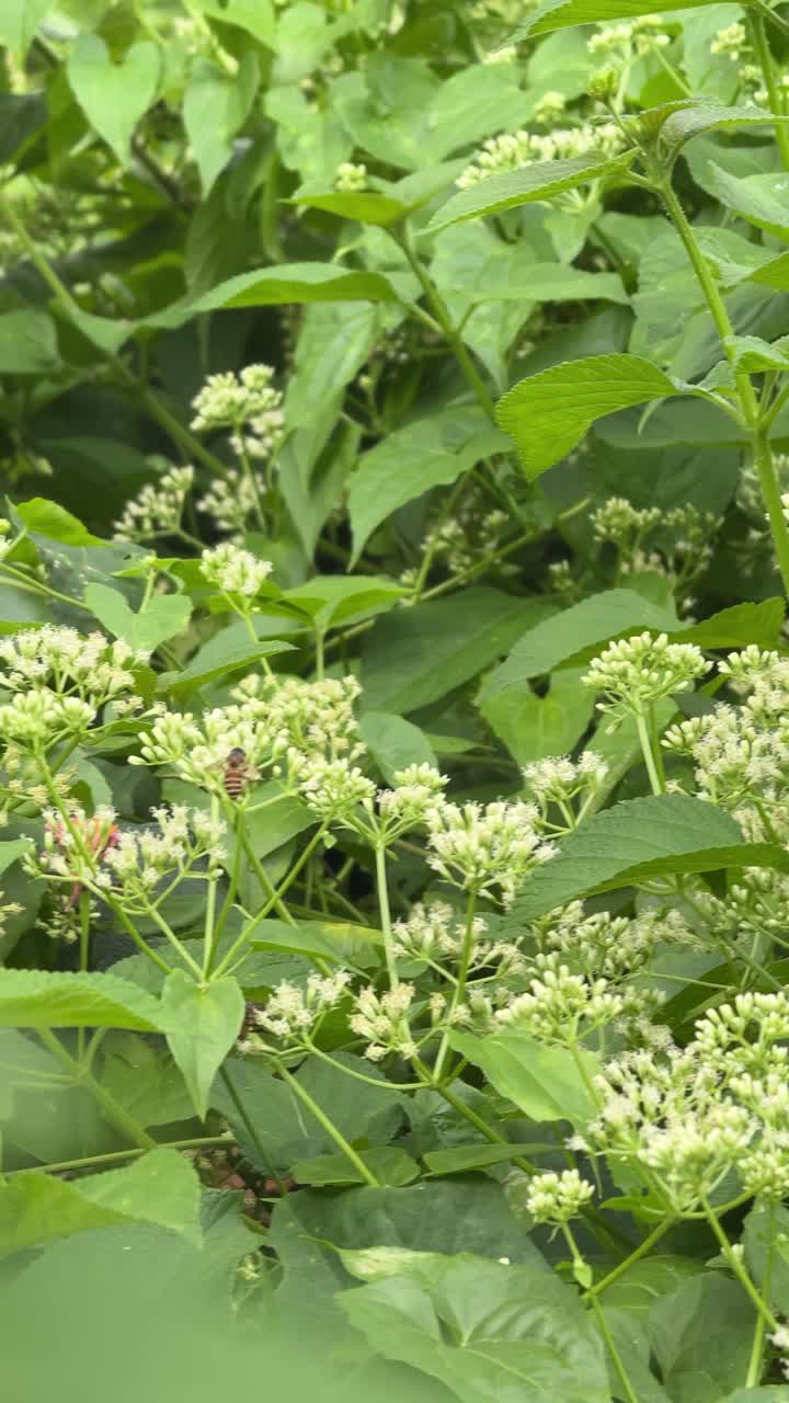 Primo piano di api che impollinano fiori bianchi su fogliame verde