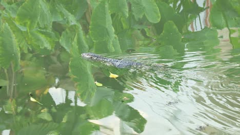 monitor lizard glides through water among leaves.