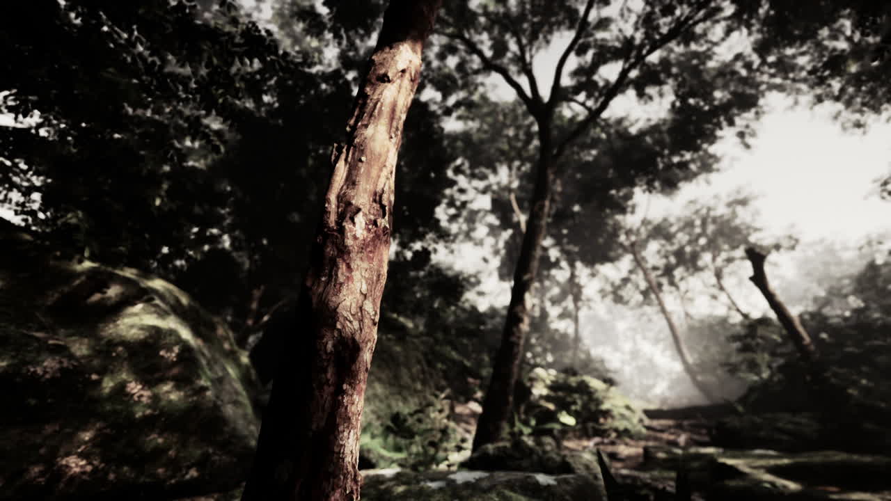 나무 와 잎 식물 이 있는 자연 야외 열대 정원