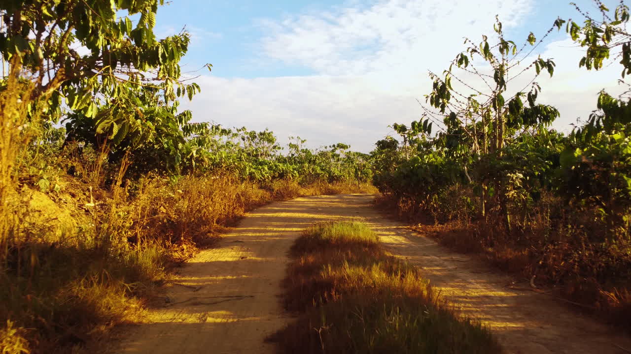 커피밭, 베트남 사이의 비포장 도로를 통해 낮은 공중 비행