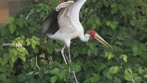 a yellow billed red faced stork standing on plants in a zoo in abu dhabi, uae - medium shot